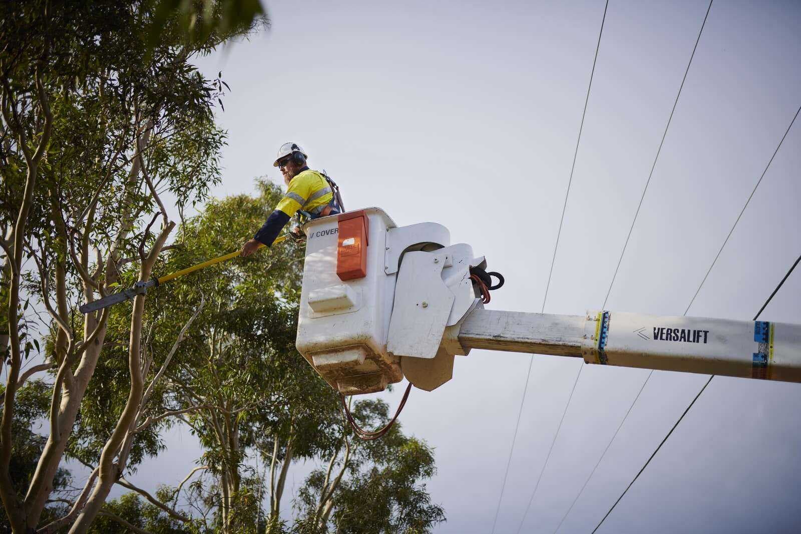 Trees grow, powerlines don’t - think about what you plant underneath them